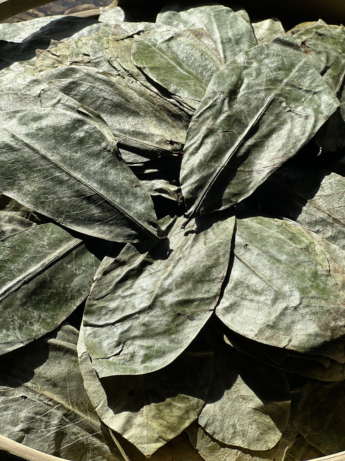 Real Organic Dried Wild Harvested Soursop Leaves