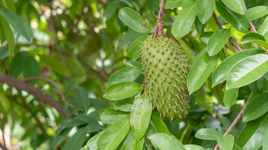 Organic Soursop Leaves