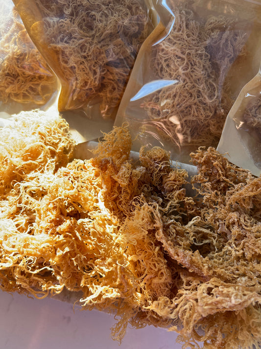 Raw Gold Wildcrafted Sea Moss